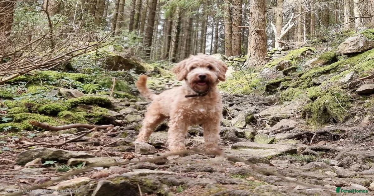 Beautiful F1b Cockapoo Puppies – Caernarfon for sale in Caernarfon ...
