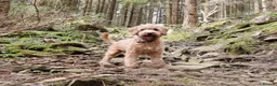 Cockapoo dogs for sale: Beautiful F1b Cockapoo Puppies – Caernarfon - Advert 1