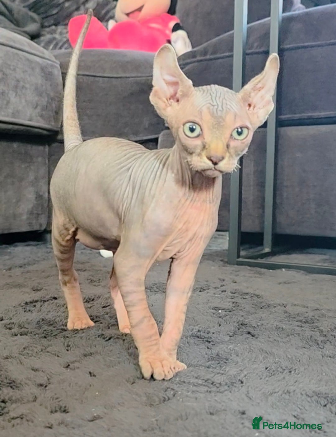 Sphynx cats for sale: Tabby sphynx boy  - Image 9
