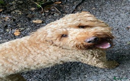 Cockapoo dogs for sale: Cockapoo - Image 4