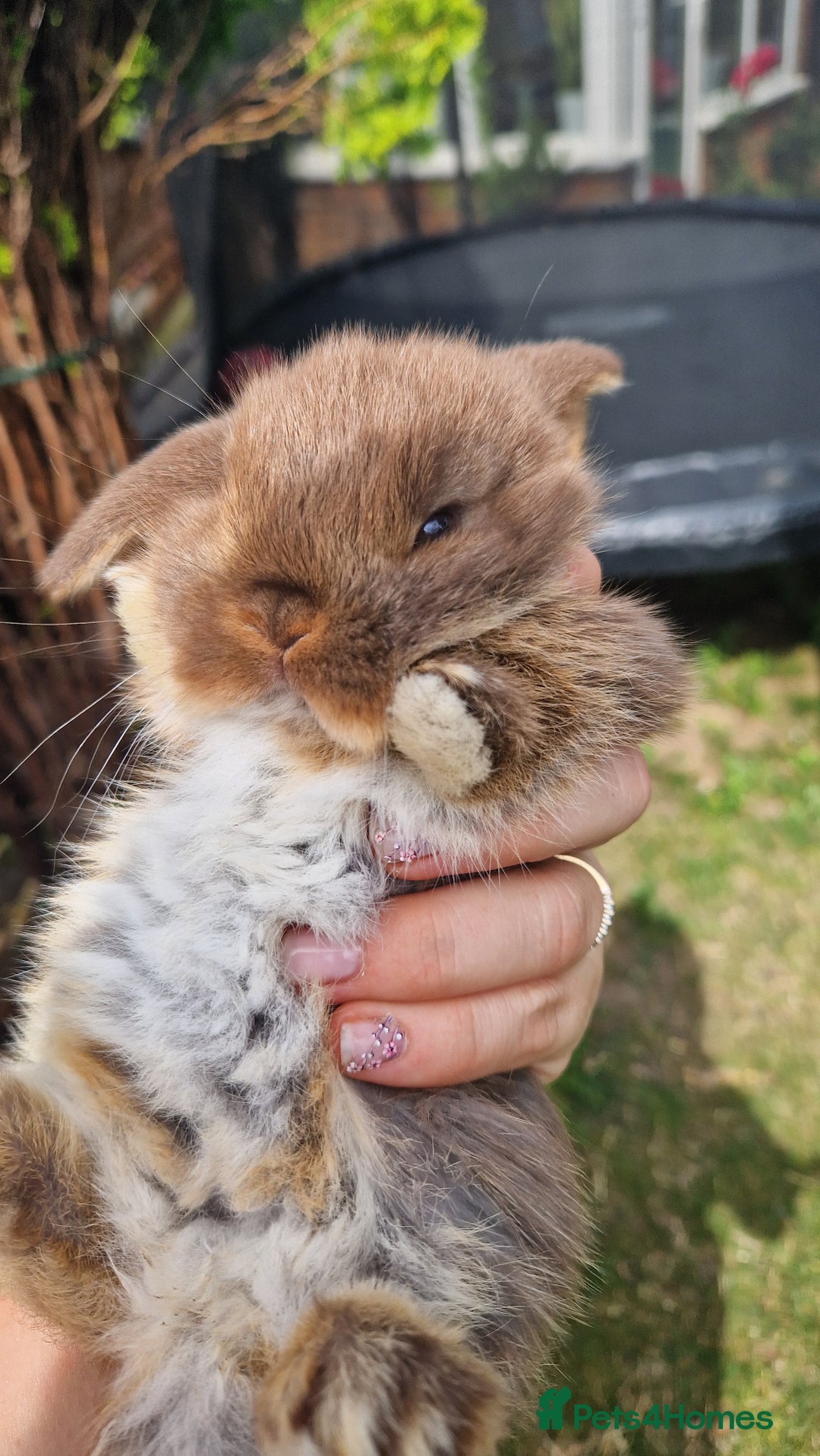 Mini Lop rabbits for sale: 4 mini lops - Image 1