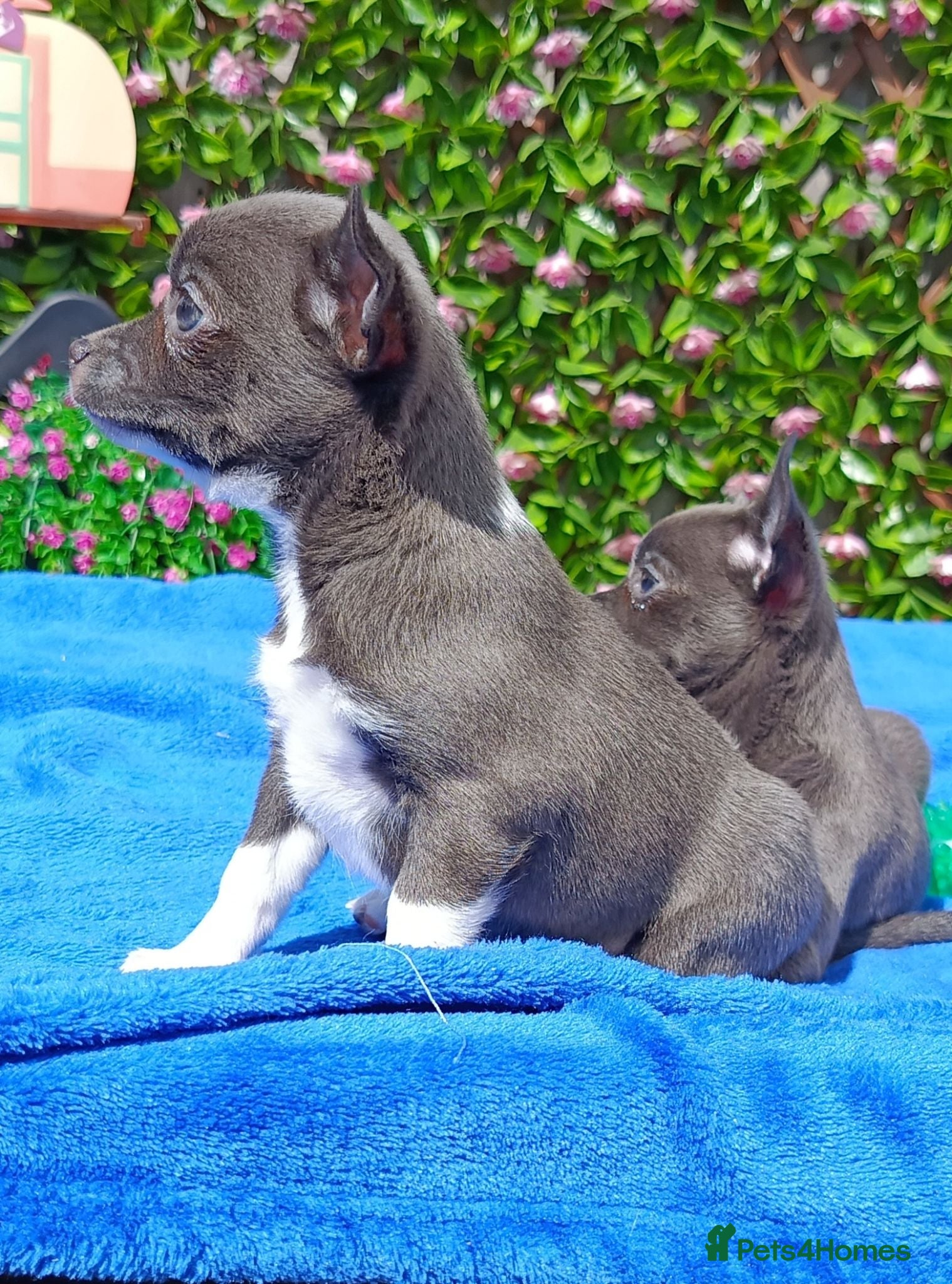 Chihuahua dogs  KC REG 2 GIRLS HEALTH TESTED  - Advert 1