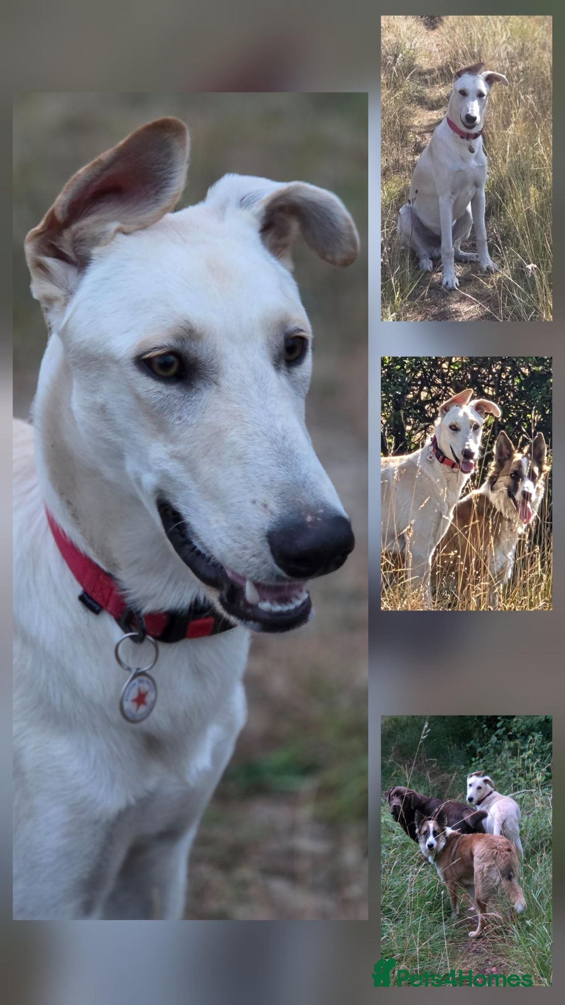 Lurcher dogs AA Beautiful Boy With So Much Potential ❤️ - Advert 2