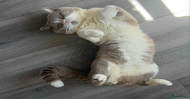 British Shorthair cats - Advert 3