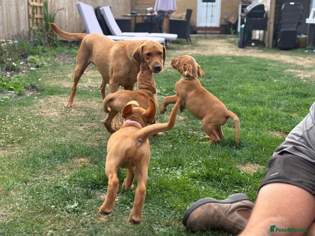 Labrador Retriever dogs for sale: KC REG RED FOX LABRADORS - ONLY 1 MALE LEFT  in Brockenhurst - Image 15