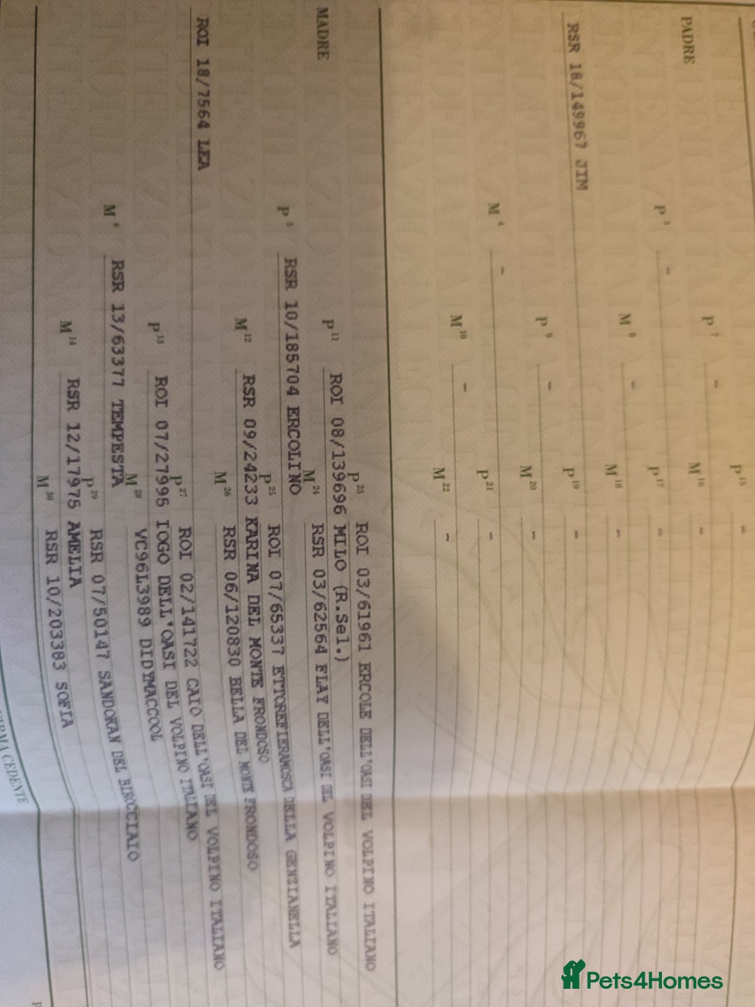 German Spitz dogs for sale: Unique Spitz puppies available in January  - Advert 14