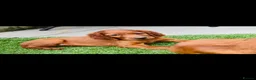 Irish Setter dogs for sale: Red Setter Puppies - Advert 6