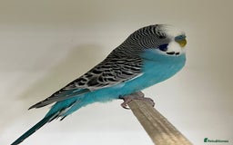 Budgerigars birds for sale: Young and Adult Budgies - Image 5