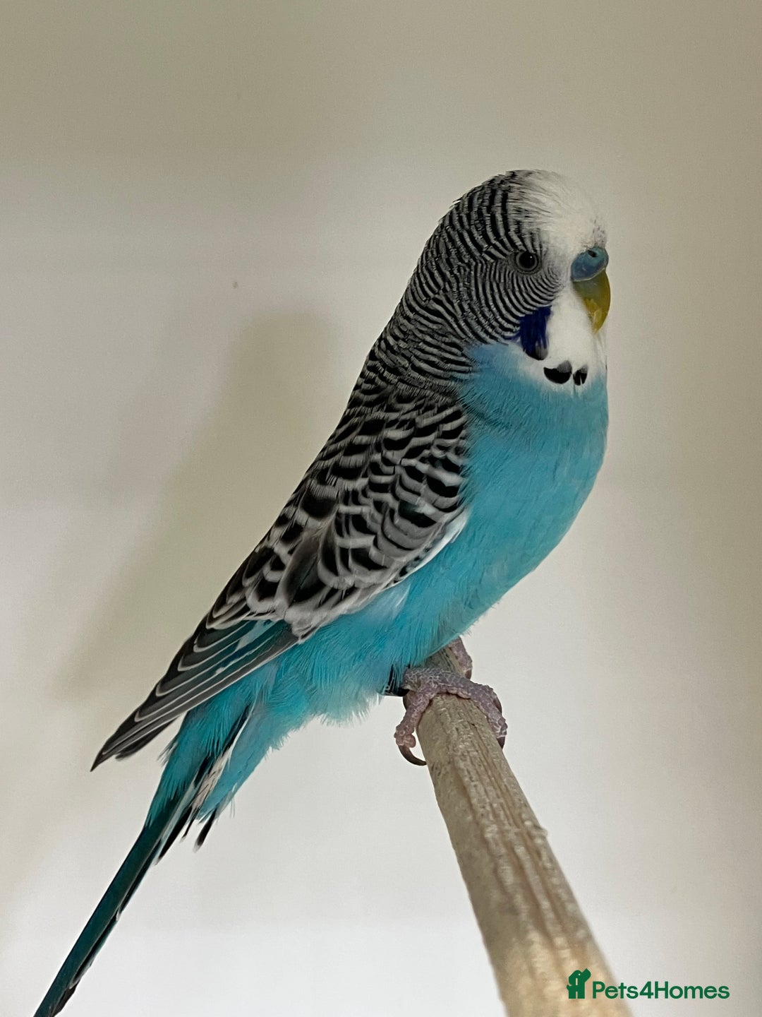 Budgerigars birds for sale: Young and Adult Budgies - Image 5