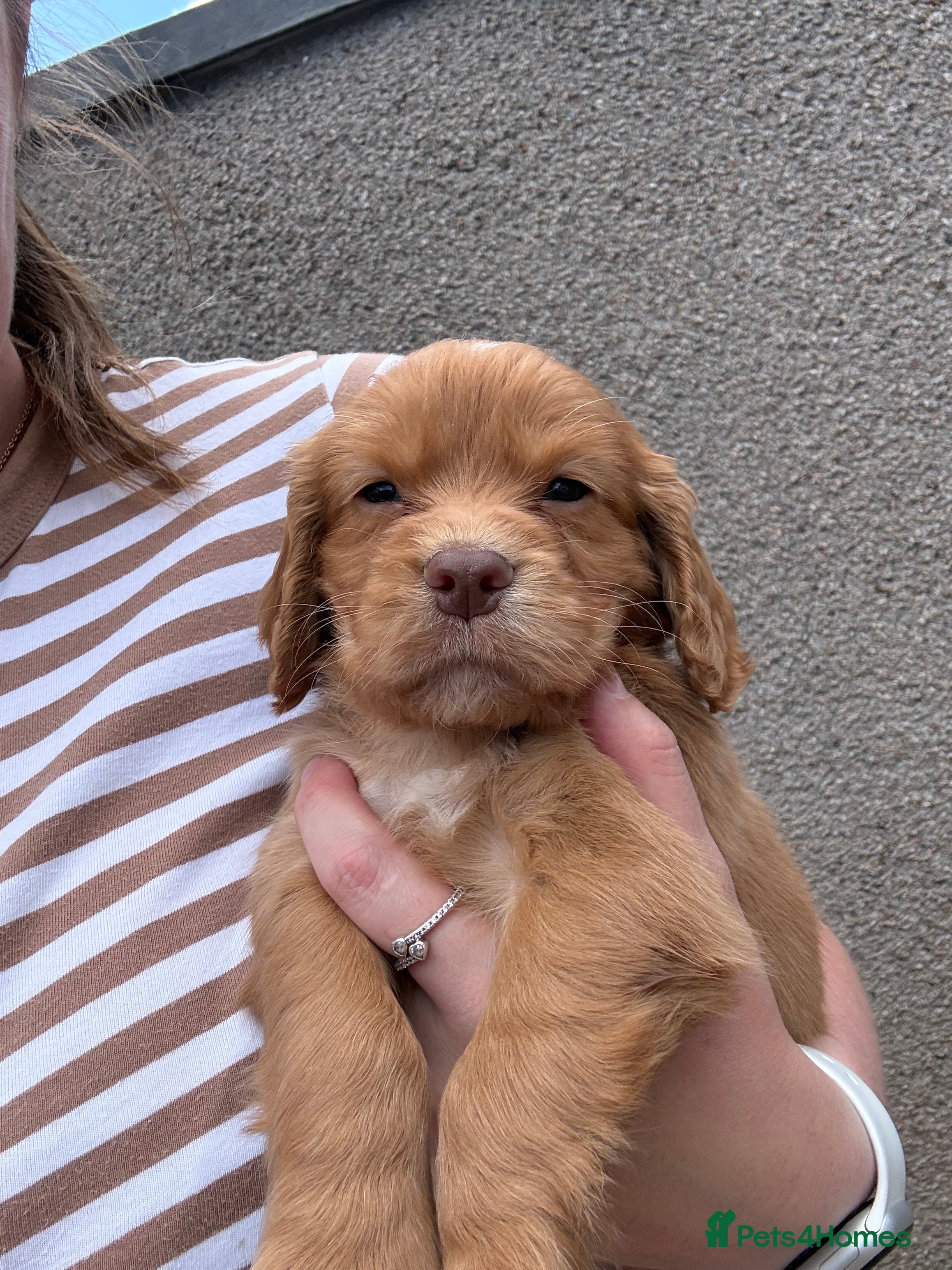 Cocker Spaniel dogs Cocker spaniel puppies - Advert 2