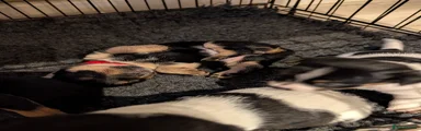 Jack Russell 2