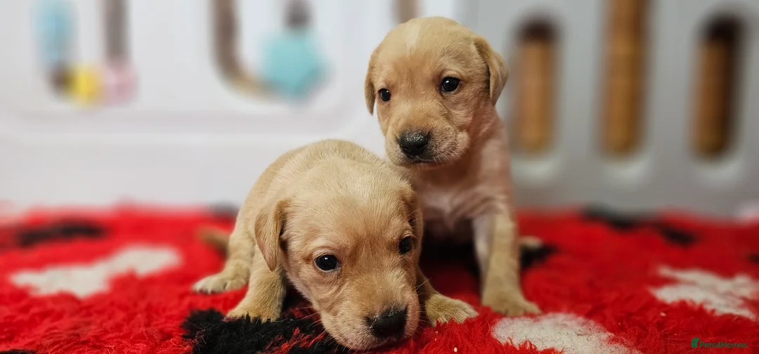 Labrador Retriever dogs for sale: 7 BEAUTIFUL KCREG LABRADORS. HEALTH TESTED PARENTS - Advert 20