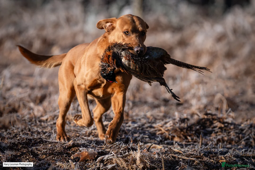 Labrador Retriever dogs for stud: Health Tested Fox red Labrador for Stud  in Wisbech - Advert 5