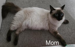 Ragdoll cats for sale: Adorable Seal Point Bicolour Ragdoll Kittenss - Advert 8