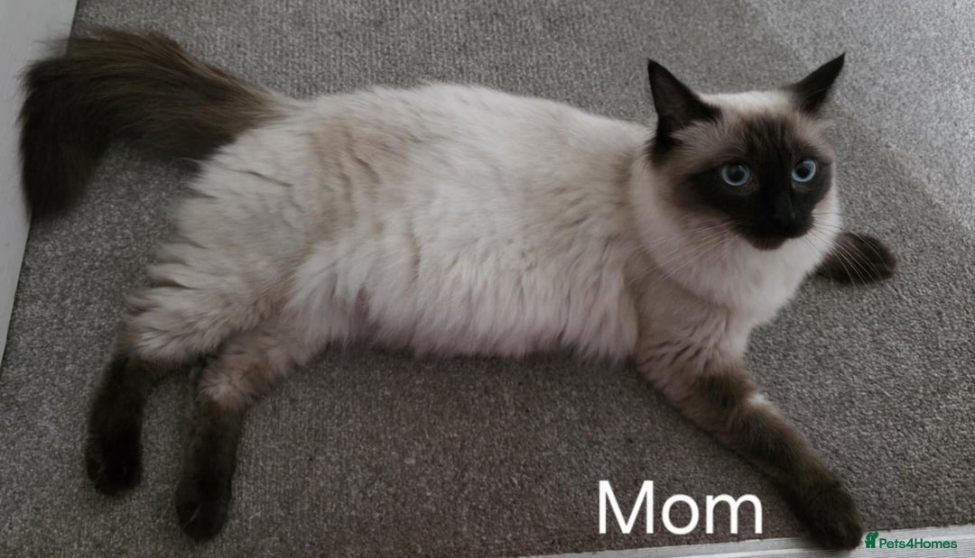 Ragdoll cats for sale: Adorable Seal Point Bicolour Ragdoll Kittenss - Advert 8