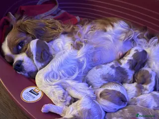 Cavalier King Charles Spaniel dogs Litter of 8 Blenheim cavaliers 5 available - Advert 2