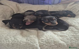 Miniature Dachshund dogs for sale: Miniature daushund puppies  - Image 3