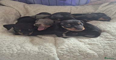 Miniature Dachshund dogs - Advert 4