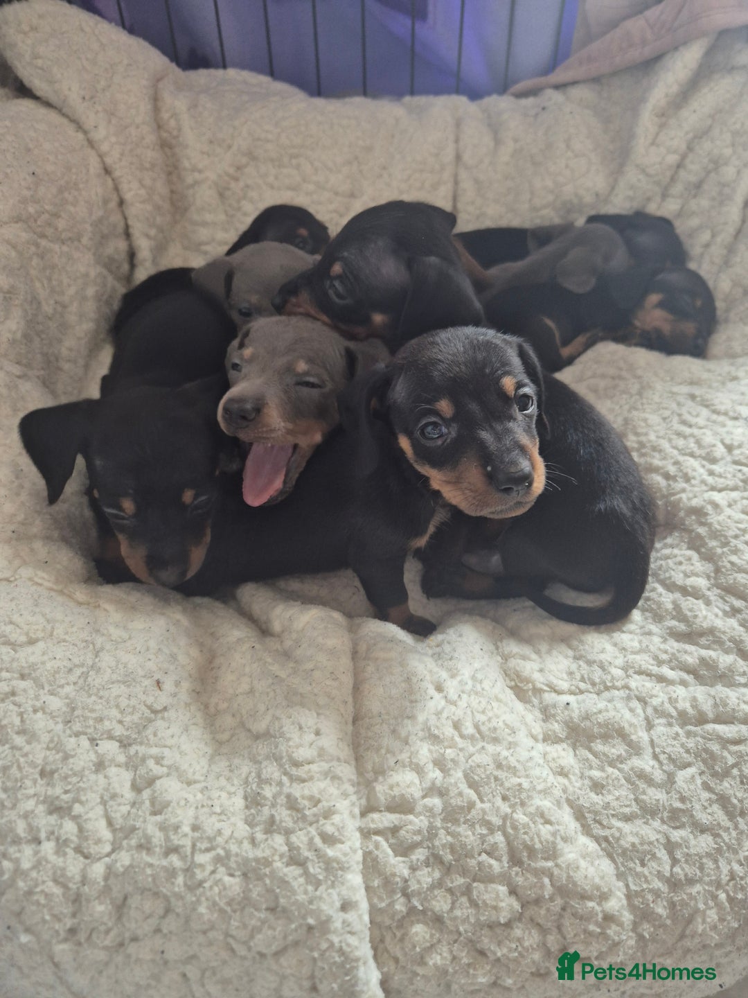Miniature Dachshund dogs for sale: Miniature daushund puppies  - Image 3