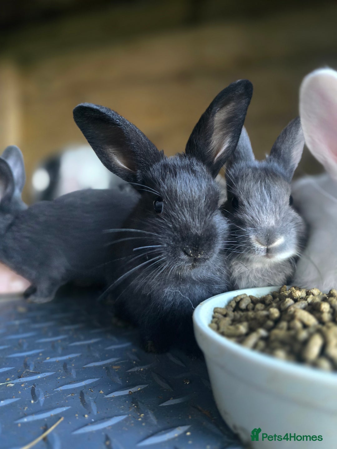 Mini Lop rabbits for sale: Mini Rex x Mini Lop - Image 12