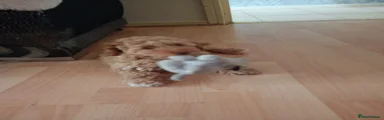 Jackapoo 1