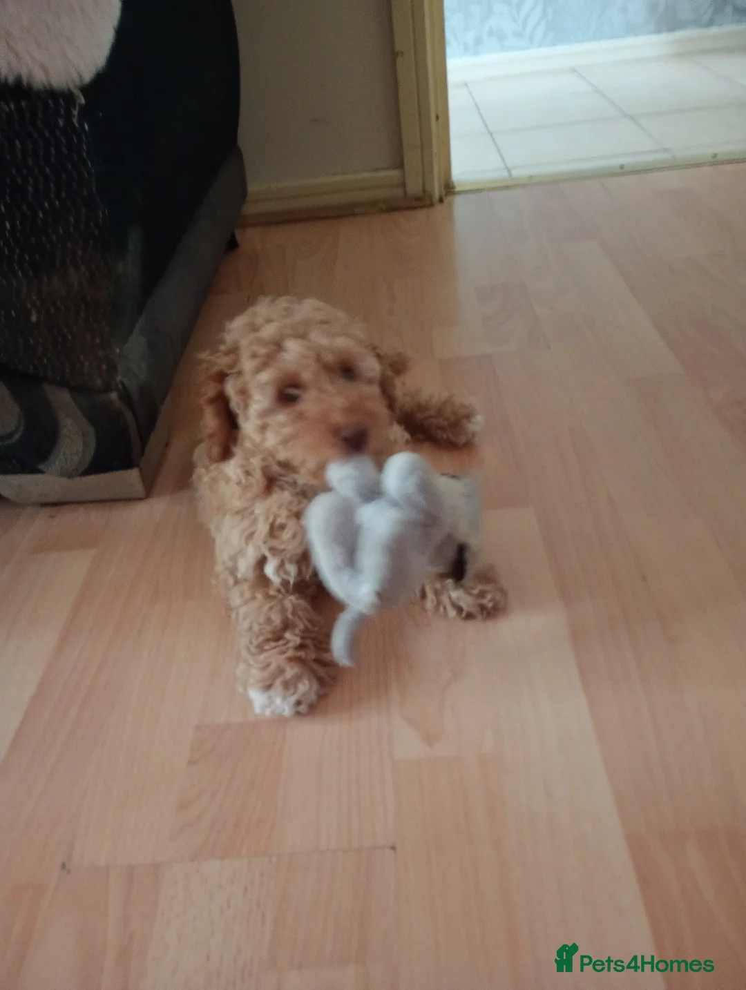 Jackapoo dogs for sale: Jackapoo for sale in Salford - Advert 6