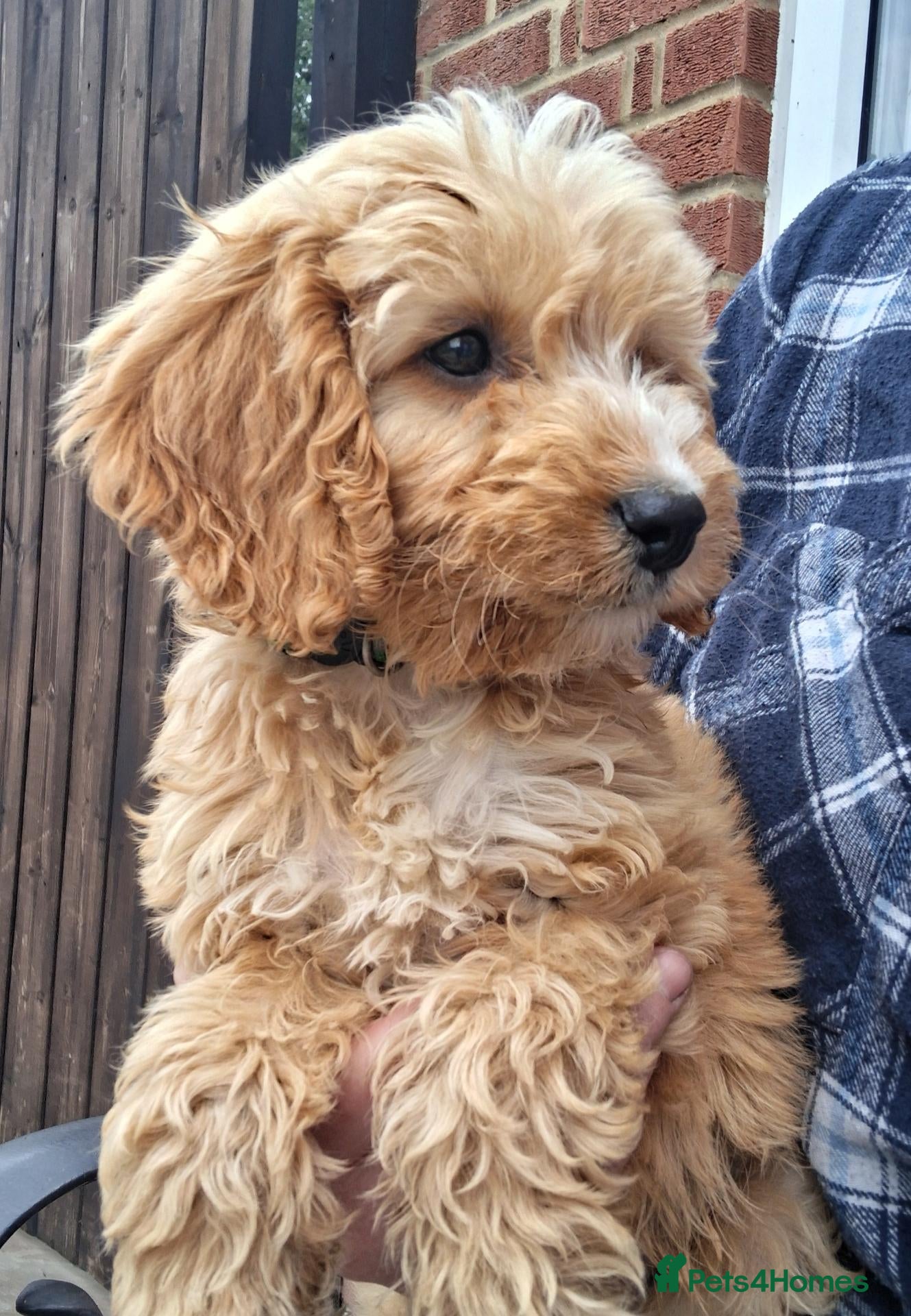 Cockapoo dogs Cockapoo puppies for sale  - Advert 1