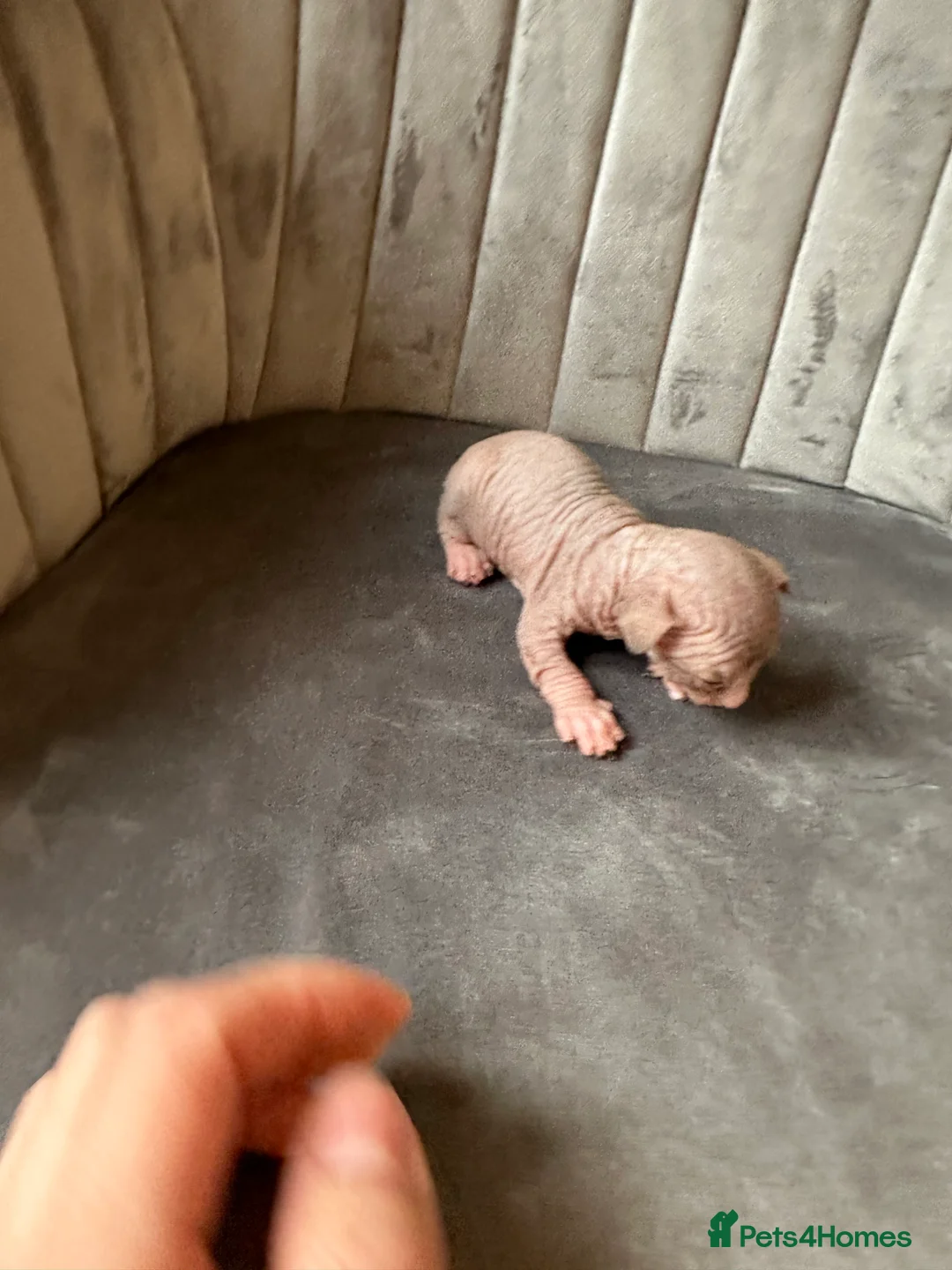 Sphynx cats for sale: beautiful Sphynx babies - Advert 10