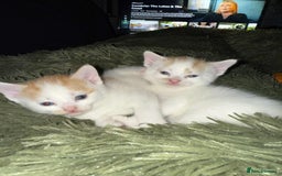 Mixed Breed cats for sale: Black and white kitten - Image 6