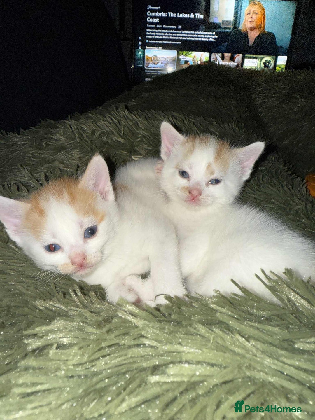 Mixed Breed cats for sale: Black and white kitten - Image 6