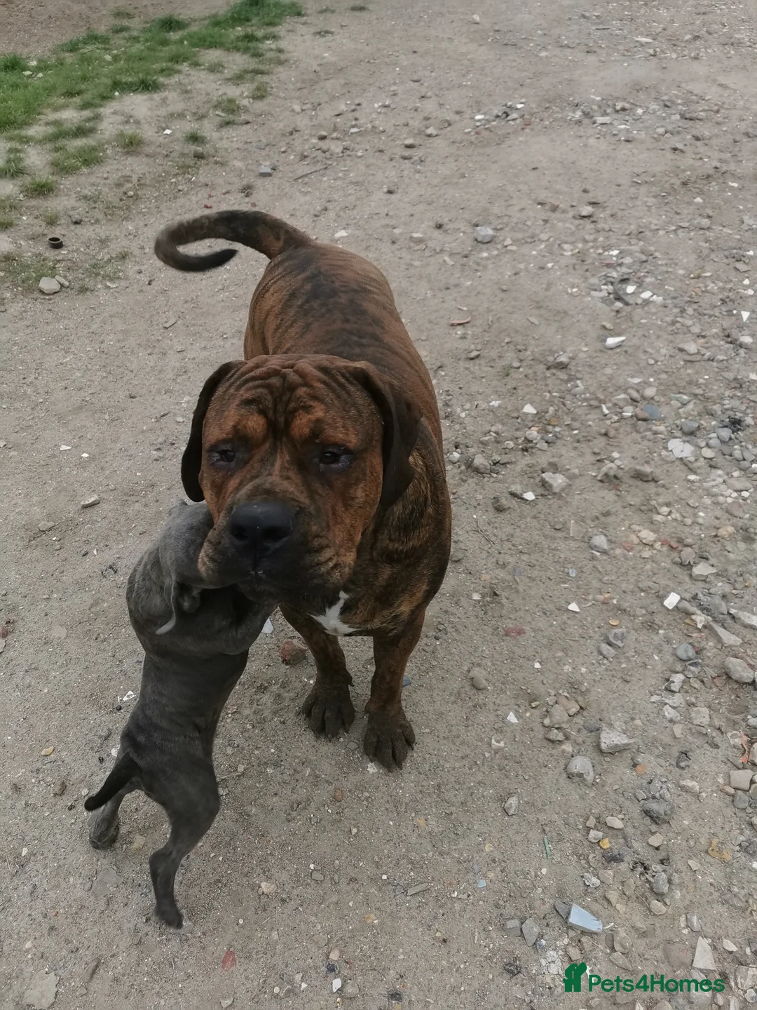 Mixed Breed dogs for sale: American bulldog mastiff cross puppies for sale - Advert 8