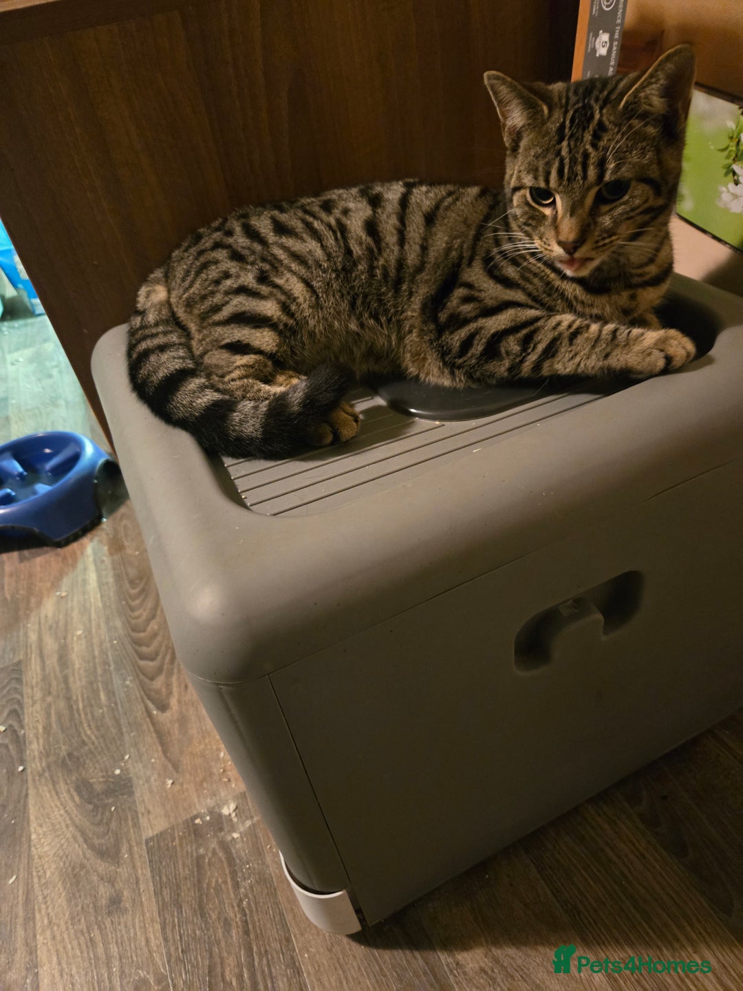 Bengal cats for sale: 3 part bengal boys - Advert 3