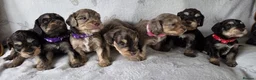 Cockapoo dogs for sale: Miniature cockapoo puppies chocolate an tan Merle  - Advert 1