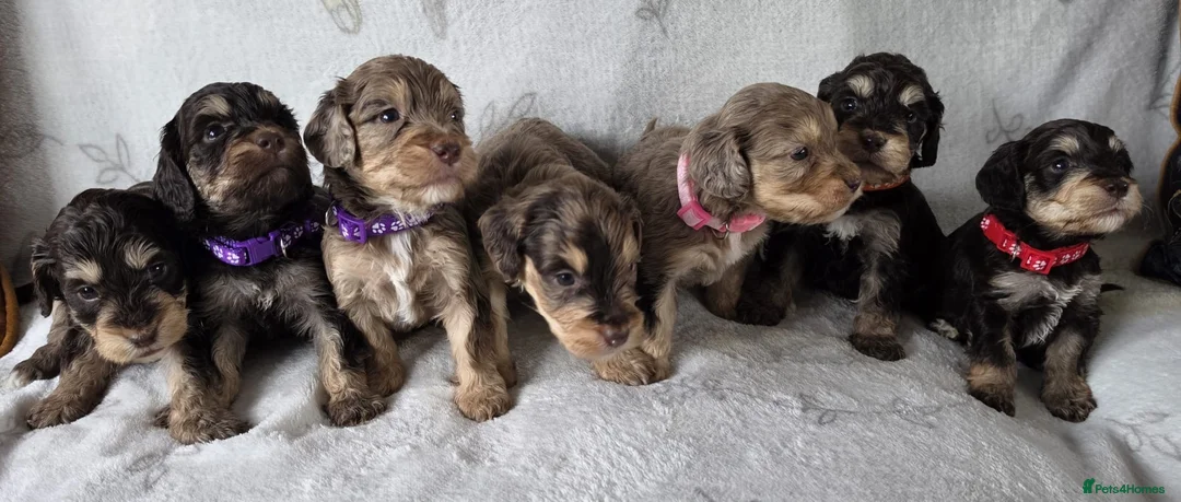 Cockapoo dogs for sale: Miniature cockapoo puppies chocolate an tan Merle  - Advert 1