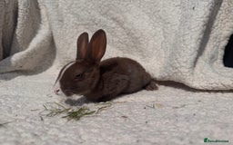 Rex rabbits for sale: STUNNING VIENNA MINI REX BABIES - Image 5