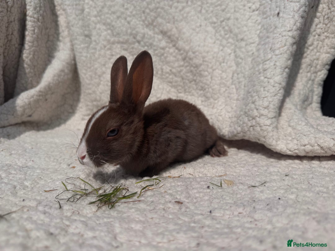 Rex rabbits for sale: STUNNING VIENNA MINI REX BABIES - Image 5