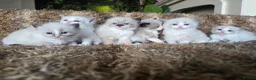 Ragdoll cats for sale: Pure Ragdoll Kittens 🌸 - Advert 17