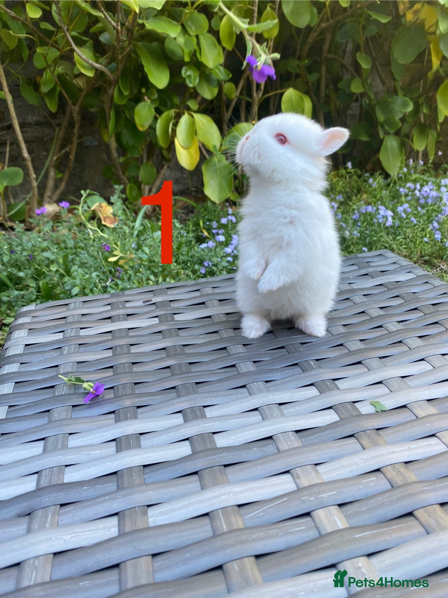 Netherland Dwarf rabbits Purebred Bunnies Netherland Dwarf - Advert 2