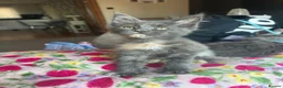 Maine Coon cats for sale: chunky tica Maine coons (active/pet)  - Advert 6