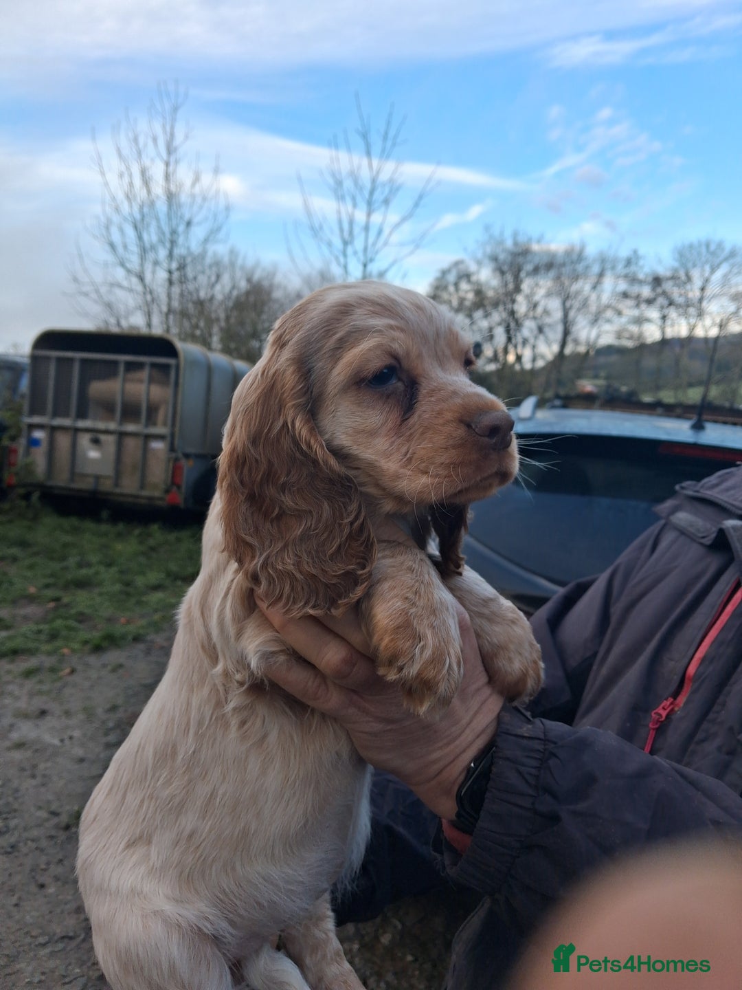 Sprocker dogs for sale: Sprocker pups for sale. - Advert 3