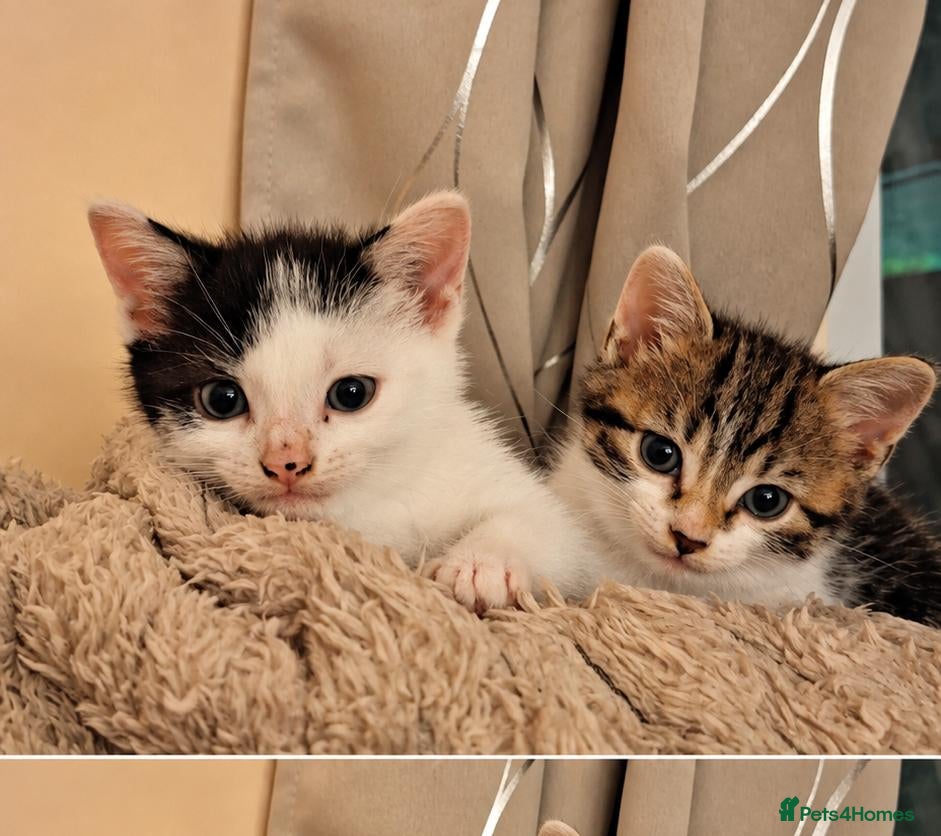 Mixed Breed cats 2 Kittens For Sale - Advert 3