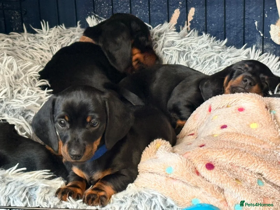 Miniature Dachshund dogs for sale: Miniature dachshund pups - Advert 2
