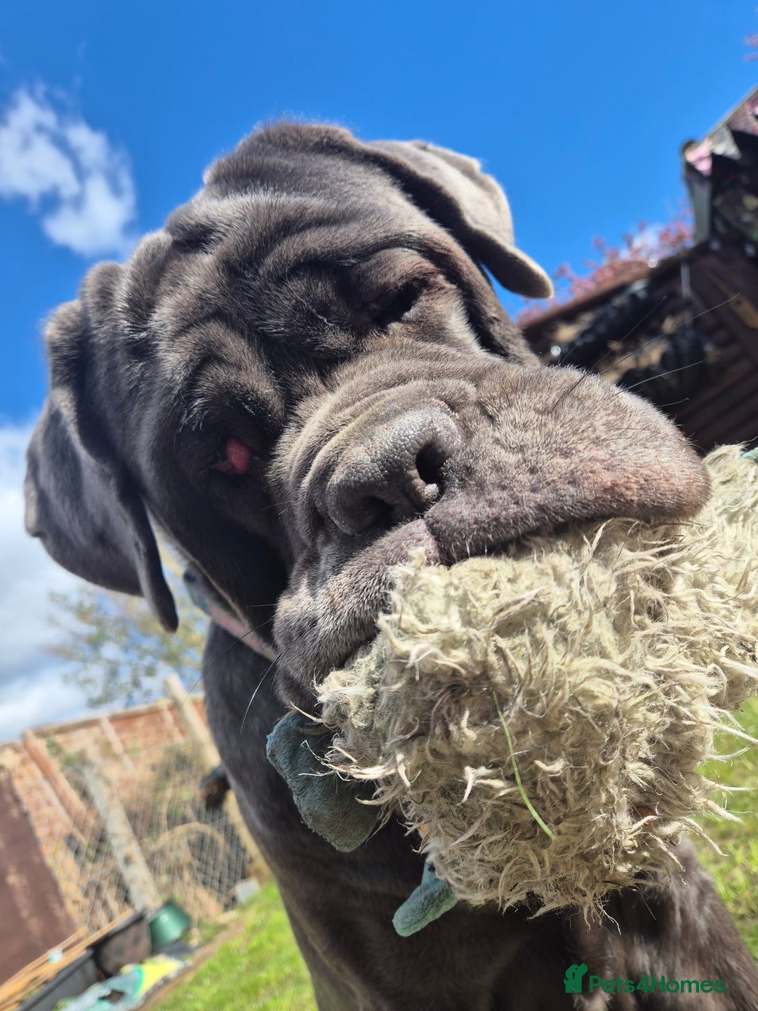 Neapolitan Mastiff dogs for sale: Neopolitan mastiff 2 years  - Advert 7
