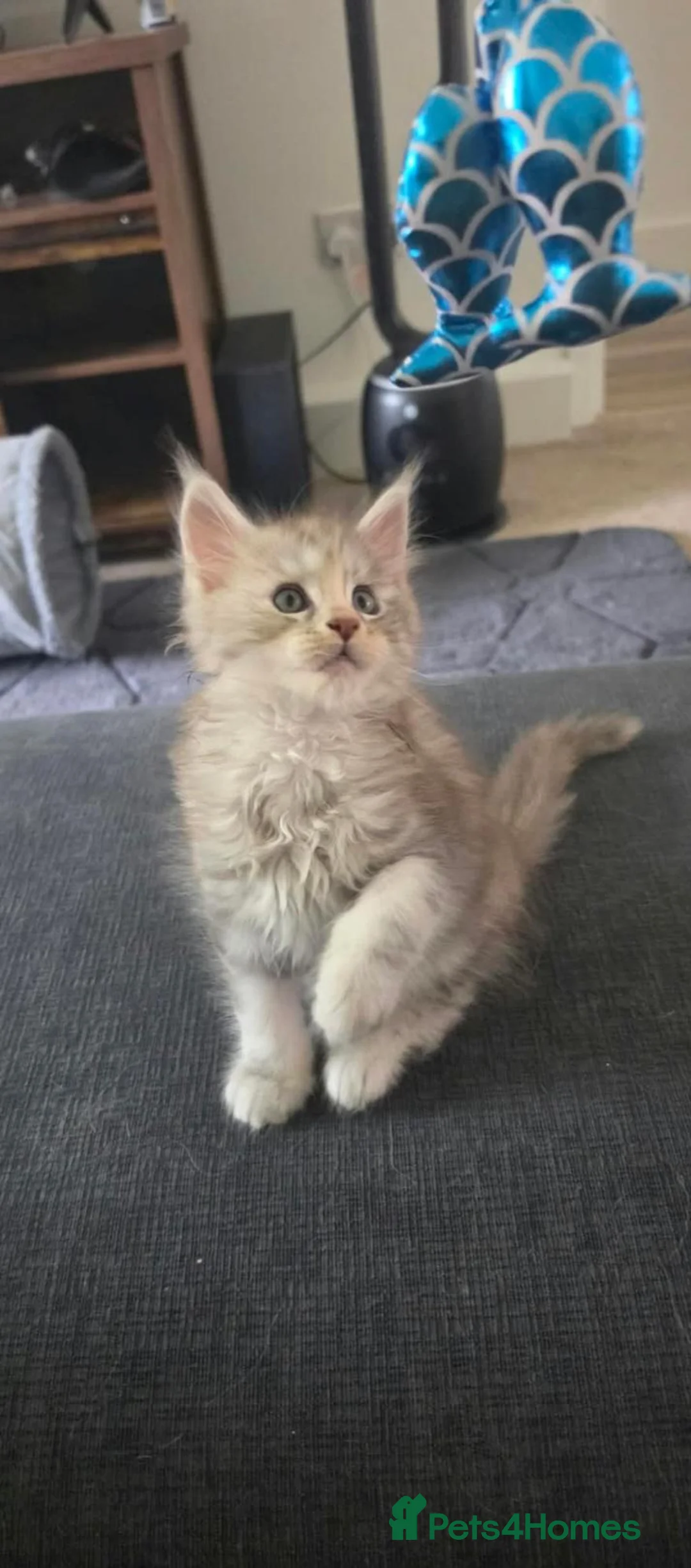 Maine Coon cats for sale: Maine Coon Kitten  in York - Advert 2