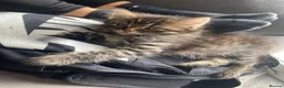 British Longhair cats for sale: 5 fluffy kittens - Advert 9