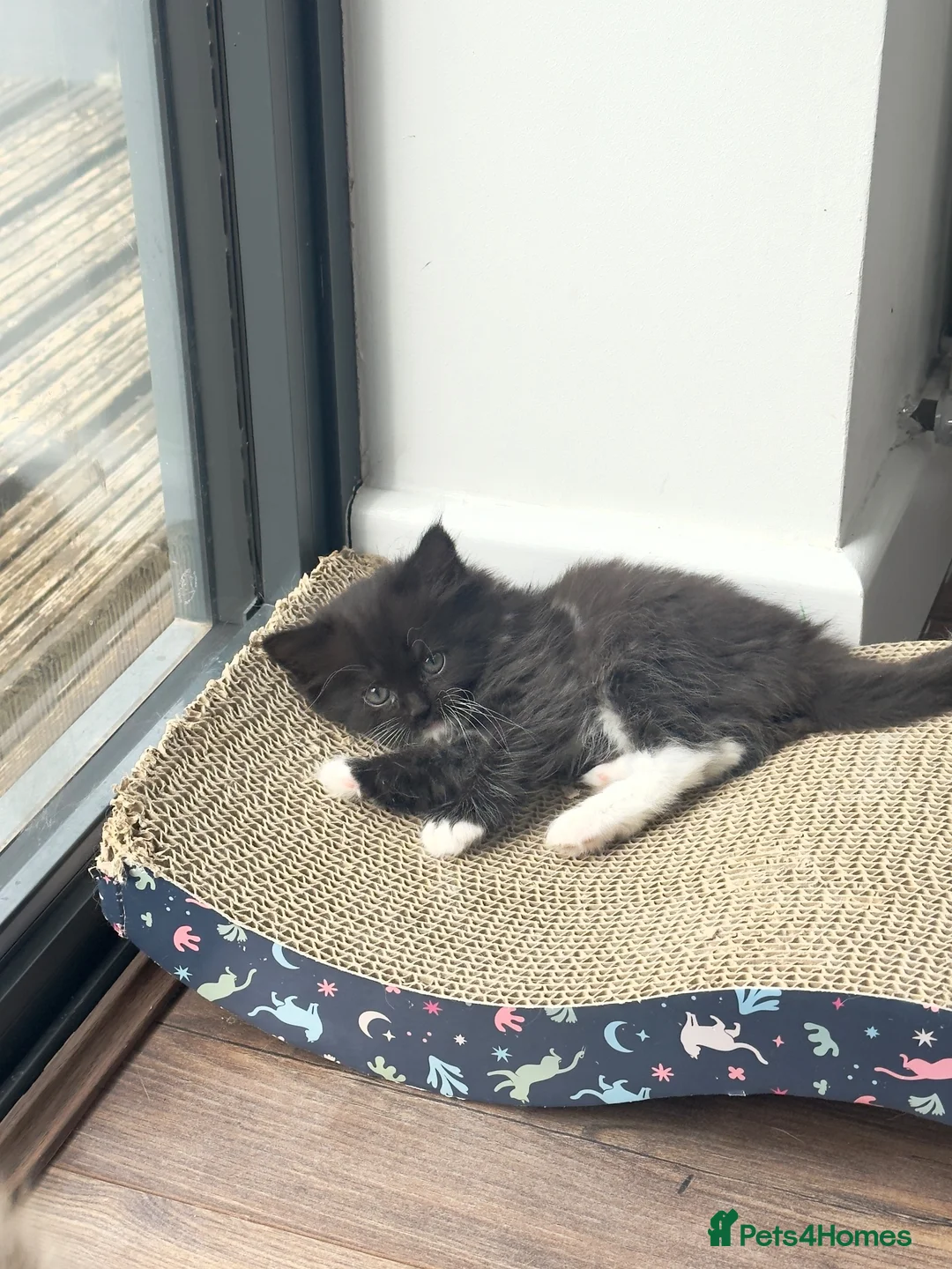 Mixed Breed cats for sale: 1x Ragdoll x Turkish Angora kitten - Advert 2