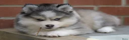 Pomsky dogs for stud: F3 Stud silver/white, 6.8kg, ready soon - Advert 12