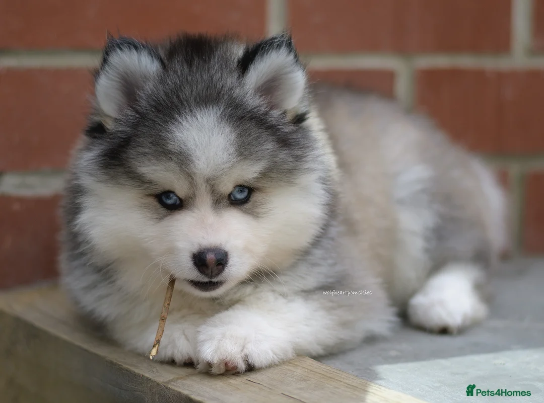 Pomsky dogs for stud: F3 Stud silver/white, 6.8kg, ready soon - Advert 12
