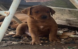 Labrador Retriever dogs for sale: Fox red labrador puppies - Image 22