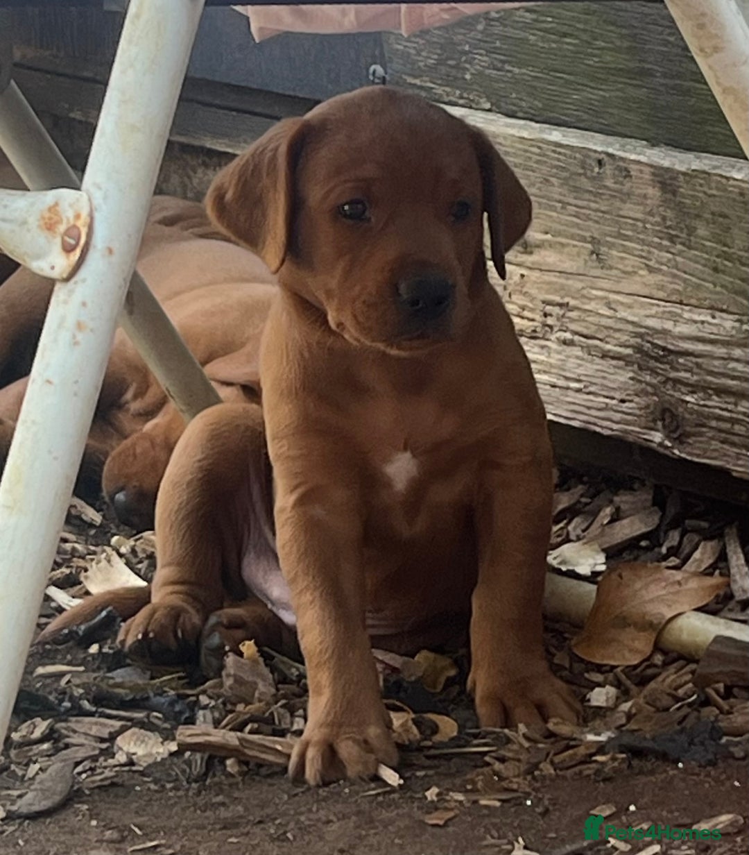Labrador Retriever dogs for sale: Fox red labrador puppies - Image 22